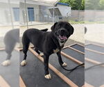 Small #1 Labrador Retriever Mix
