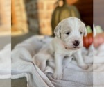 Small Photo #16 Labradoodle Puppy For Sale in TAHLEQUAH, OK, USA