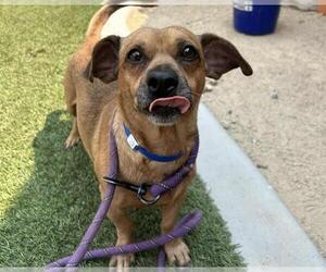 Dachshund-Unknown Mix Dogs for adoption in Las Vegas, NV, USA