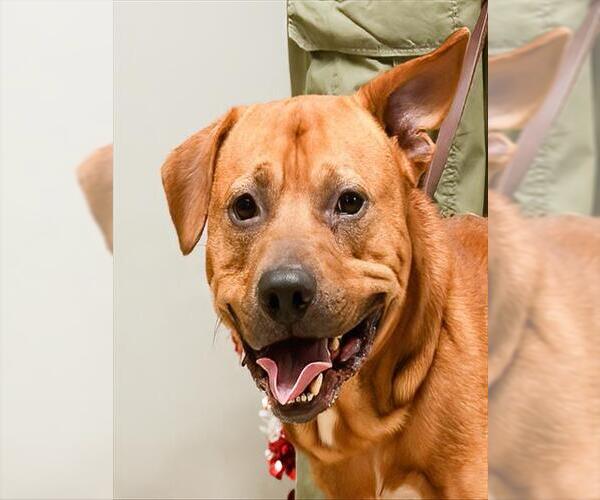 Medium Photo #2 American Pit Bull Terrier-Labrador Retriever Mix Puppy For Sale in Sanford, FL, USA