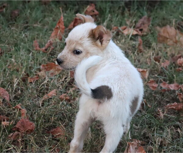 Medium Photo #2 Mutt Puppy For Sale in Southbury, CT, USA