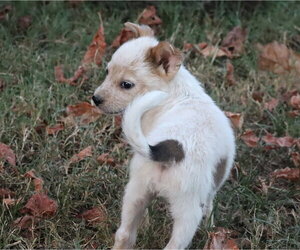 Persimmon - Male Mutt Dog for Adoption - Photo #2
