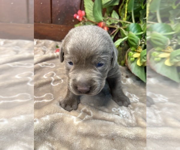 Medium Photo #8 Labrador Retriever Puppy For Sale in NEOLA, WV, USA