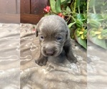 Small #7 Labrador Retriever