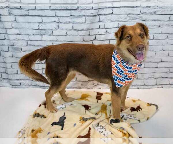 Medium Photo #7 Australian Shepherd-Unknown Mix Puppy For Sale in Kennesaw, GA, USA