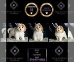 Small Photo #83 Maltipoo (Miniature) Puppy For Sale in WARSAW, IN, USA