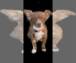 Small #1 Papillon