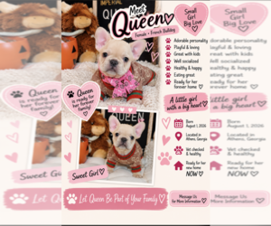 French Bulldog Puppy for sale in ATHENS, GA, USA