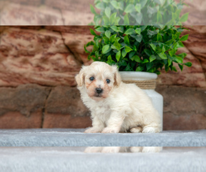 Maltipoo Litter for sale in BALTIC, OH, USA