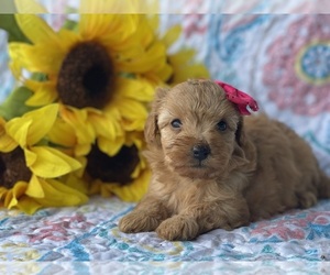 Cavapoo Puppy for sale in LANCASTER, PA, USA