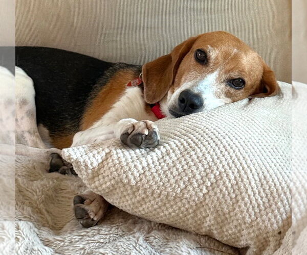 Medium Photo #2 Beagle-Unknown Mix Puppy For Sale in Dunnellon, FL, USA