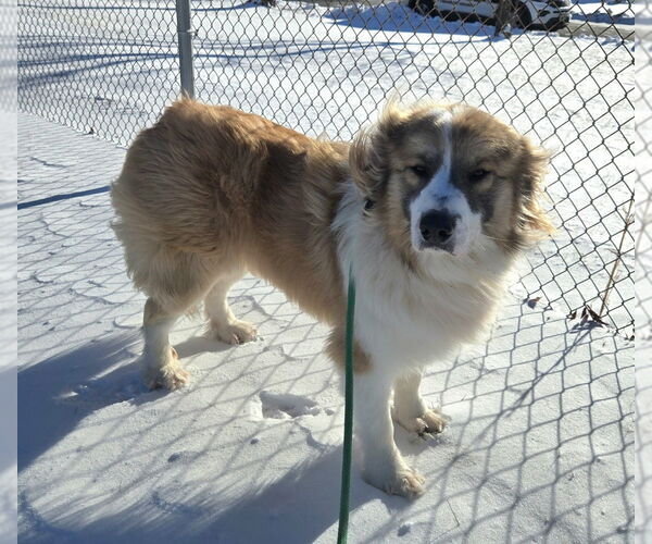 Medium Photo #2 Aussie Pyrenees Puppy For Sale in Glen Allen, VA, USA