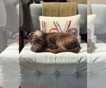 Small #1 Mutt