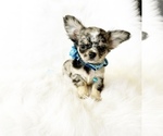 Small Photo #5 Chihuahua Puppy For Sale in SACRAMENTO, CA, USA