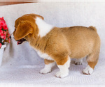 Small #2 Pembroke Welsh Corgi