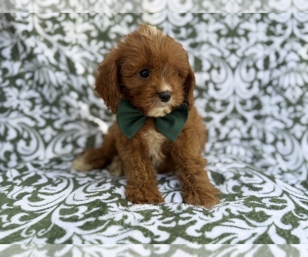 Medium Photo #7 Cavapoo (Miniature) Puppy For Sale in LAKELAND, FL, USA