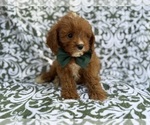 Small #6 Cavapoo (Miniature)