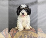 Litter of 11 - Male(s) and Female(s) Cavapoo (Miniature)Litter of Puppies for Sale - Photo #10