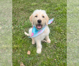 Labradoodle Puppy for sale in PEMBROKE, GA, USA