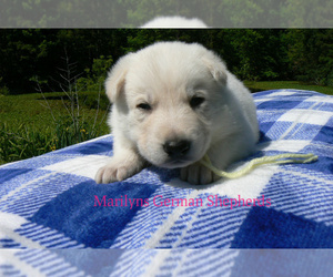 German Shepherd Dog Puppy for Sale in PIEDMONT, Missouri USA