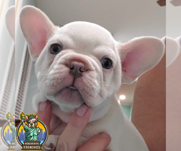 Medium Photo #4 French Bulldog Puppy For Sale in BALTIMORE, MD, USA