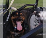 Orville - Male German Shepherd Dog-Unknown Mix Dog for Adoption - Small photo