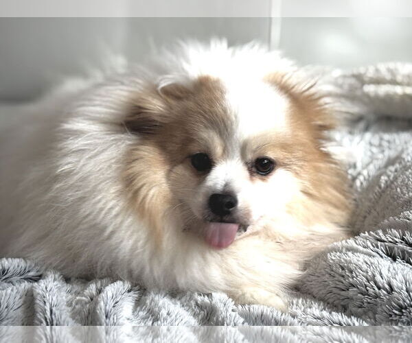 Medium Photo #3 Pomeranian-Unknown Mix Puppy For Sale in Farmington, MN, USA