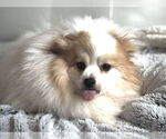 Small #2 Pomeranian Mix