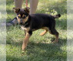 Small #1 Mutt