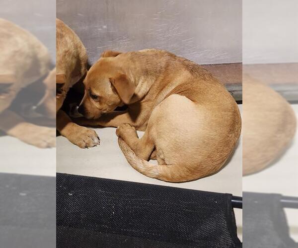 Medium Photo #1 Mutt Puppy For Sale in Bakersfield, CA, USA