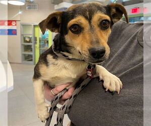Chihuahua Dogs for adoption in Rancho Cucamonga, CA, USA