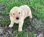 Small Photo #6 Golden Retriever Puppy For Sale in LOVELADY, TX, USA