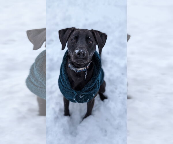 Medium Photo #4 Labrador Retriever-Unknown Mix Puppy For Sale in Fort Collins, CO, USA
