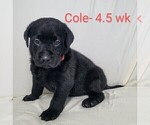Puppy 5 Labrador Retriever