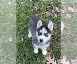 Siberian Husky Puppy for sale in BEAVER, OH, USA