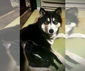 Mother of the Poodle (Standard)-Siberian Husky Mix puppies born on 12/23/2022