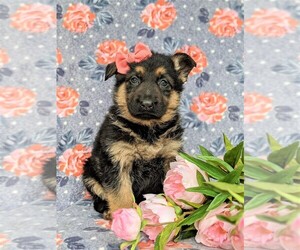 German Shepherd Dog Puppy for sale in KIRKWOOD, PA, USA