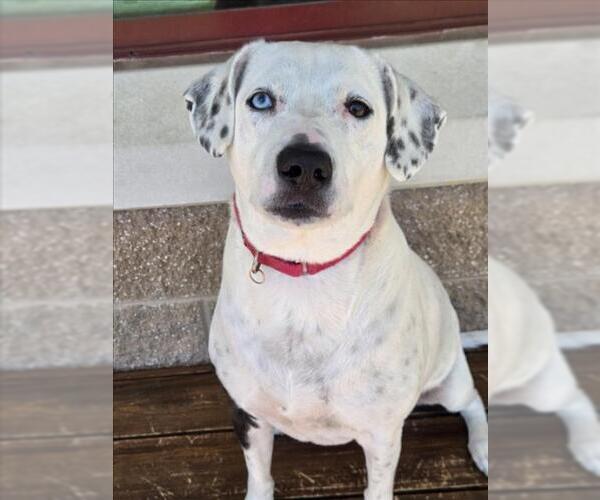 Medium Photo #1 Dalmatian-Unknown Mix Puppy For Sale in Derwood, MD, USA