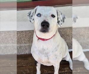 Dalmatian-Unknown Mix Dogs for adoption in Derwood, MD, USA