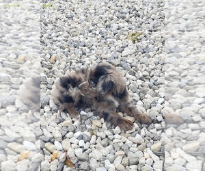 Aussiedoodle Miniature Puppy for sale in TROY, MO, USA