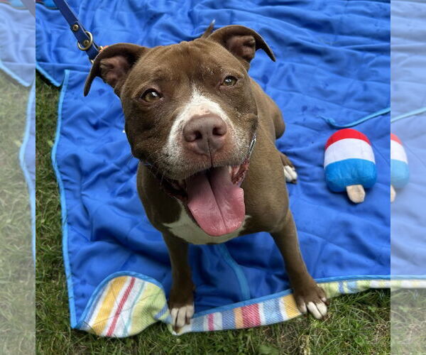 Medium Photo #1 American Pit Bull Terrier-American Staffordshire Terrier Mix Puppy For Sale in Techny, IL, USA