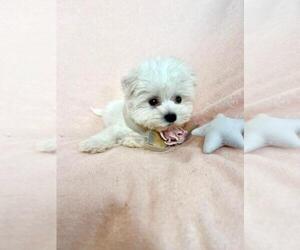 Medium Maltese