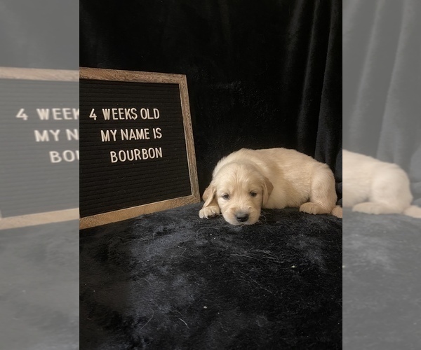 Medium Photo #3 Golden Retriever Puppy For Sale in WINTER PARK, FL, USA