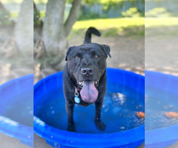 Medium Photo #32 Labrador Retriever-Unknown Mix Puppy For Sale in Brewster, NY, USA