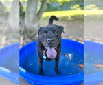 Small Photo #32 Labrador Retriever-Unknown Mix Puppy For Sale in Brewster, NY, USA