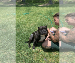 Father of the American Bully puppies born on 08/25/2021
