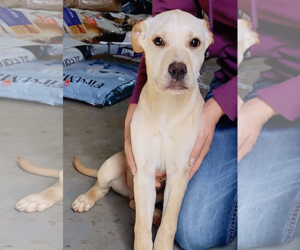 Labrador Retriever Dogs for adoption in The Woodlands, TX, USA