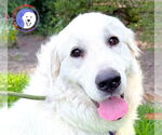 Small Great Pyrenees