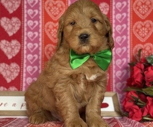 Goldendoodle (Miniature) Puppy for sale in LANCASTER, PA, USA