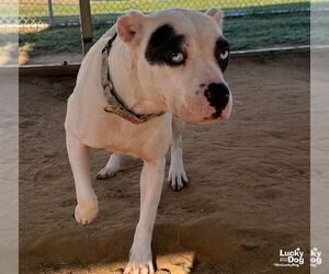 Maki - Female Labrador Retriever-Unknown Mix Dog for Adoption - Photo #2